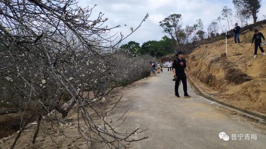 普宁南方梅园生态村-普宁南方梅园生态村门票多少