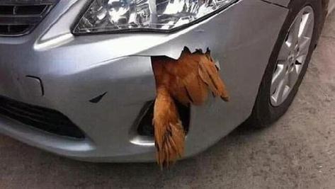 鸟为什么喜欢汽车（鸟为什么喜欢飞向车子）